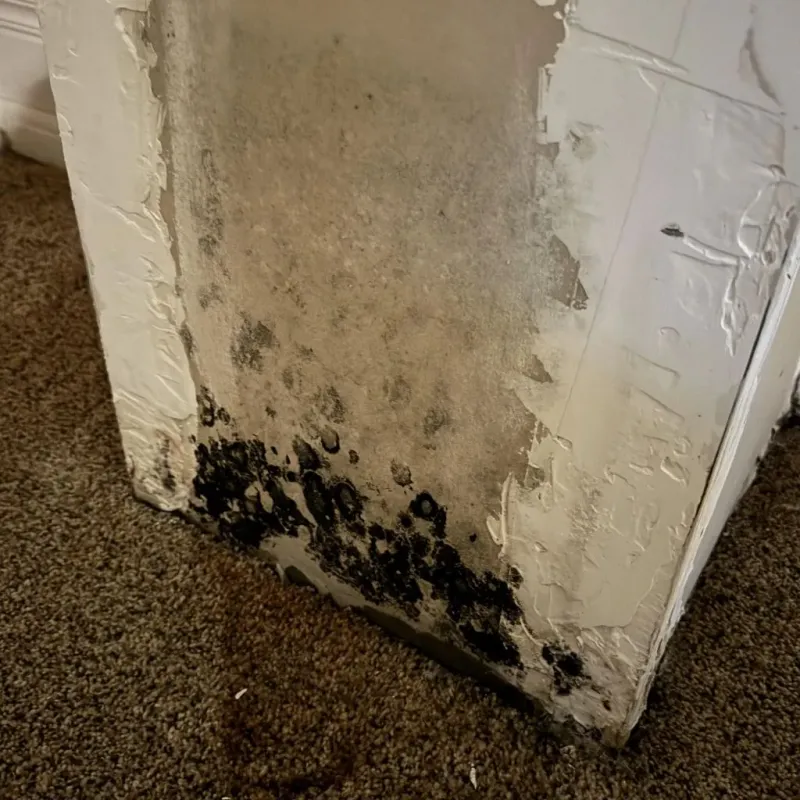 Professional Mold Removal in Youngwood, PA